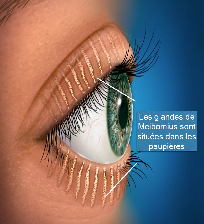 Le role des glandes de meibomius